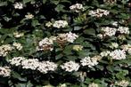 Viburnum tinus (sneeuwbal), Jardin & Terrasse, Plantes | Arbustes & Haies, 100 à 250 cm, Enlèvement, Autres espèces, Arbuste