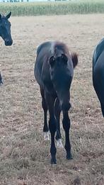 HENGSTVEULEN, Dieren en Toebehoren, Paarden