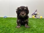 Nestje Havanezer pups, Dieren en Toebehoren, België, Overige rassen, CDV (hondenziekte), 8 tot 15 weken