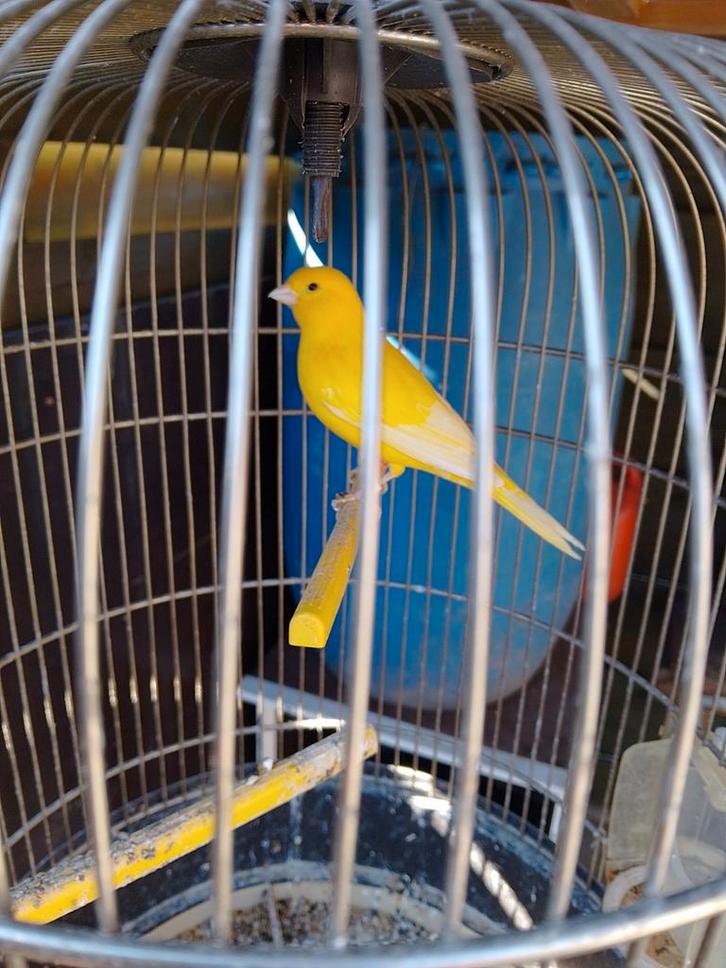 TRÈS BEAUX CANARIS DE COULEUR SIFFLANTE, avec ou sans cage, Animaux & Accessoires, Oiseaux | Canaris, Canari chanteur, Plusieurs animaux