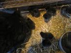 Mooie kriel kloek met 8 kuikens, Dieren en Toebehoren, Pluimvee, Meerdere dieren, Kip