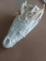 Siamese Krokodil Schedel, Verzamelen, Dierenverzamelingen, Ophalen of Verzenden, Zo goed als nieuw, Reptiel of Amfibie, Schedel