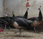 Blauwe pauw, Dieren en Toebehoren