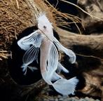 snow white longfin ancistrus