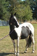 Gezocht! Koets+tuig, Enlèvement ou Envoi