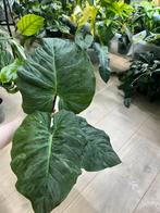 Philodendron Majestic XL, Huis en Inrichting, Kamerplanten, Ophalen of Verzenden