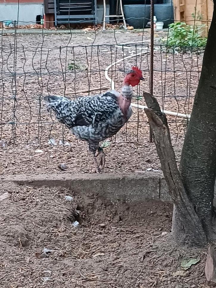 Koppel naakthalskriel, Dieren en Toebehoren, Pluimvee, Kip, Meerdere dieren