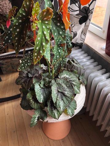  Drie Begonia’s planten op een grote pot op aardwerk  beschikbaar voor biedingen
