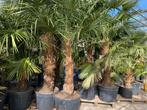 Palmen ,Trachycarpus, Tuin en Terras, Planten | Tuinplanten, Ophalen of Verzenden, Vaste plant