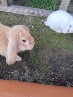 Konijnen, Dieren en Toebehoren, Konijnen