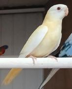 Splendid Parkieten, Perruche, Bagué