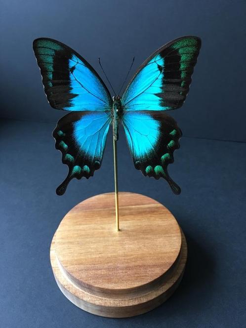 Echte exotische vlinder Lorquinianus Albertisi globe, Verzamelen, Dierenverzamelingen, Nieuw, Opgezet dier, Insect, Ophalen of Verzenden