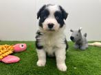 Nestje Border Collie pups