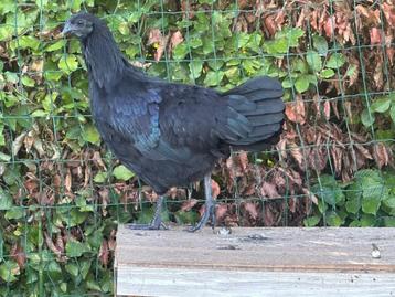 Ayam ceman trio beschikbaar voor biedingen