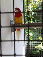 Rosella gele zwartoog kans blauw