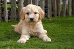 Prachtige Goldendoodle pups, België, Overige rassen, CDV (hondenziekte), 8 tot 15 weken