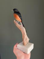 Opgezette Schamalijster taxidermie, Verzamelen, Dierenverzamelingen, Ophalen of Verzenden, Vogel, Opgezet dier