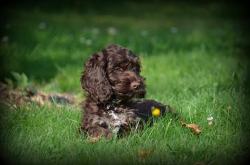 Cockapoo pups beschikbaar voor biedingen
