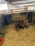 Kameroen schapen, Animaux & Accessoires