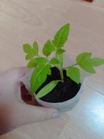 Roma | Tomaat Planten, Ophalen