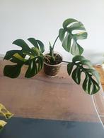 Rhaphidophora tetrasperma variegata, Huis en Inrichting, Kamerplanten, Ophalen of Verzenden