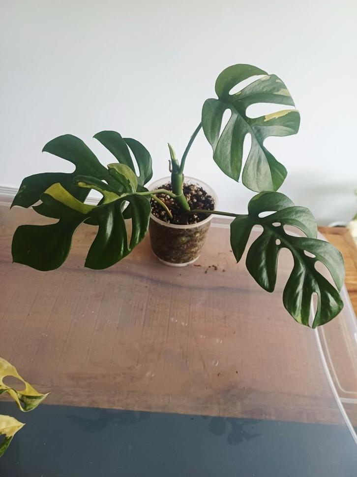 Rhaphidophora tetrasperma variegata, Huis en Inrichting, Kamerplanten, Ophalen of Verzenden