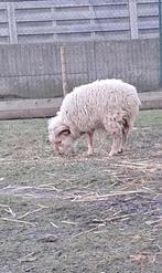 Ouessant ram, Dieren en Toebehoren, Schapen, Geiten en Varkens, Mannelijk, Schaap, 0 tot 2 jaar