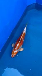 Japanse koi 40cm, Dieren en Toebehoren, Vissen | Vijvervissen, Karper of Koi