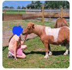 Mini pony, Dieren en Toebehoren, Pony's, Merrie, Niet van toepassing, 3 tot 6 jaar