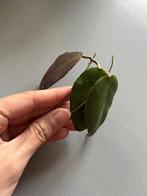 Hoya caudata stekjes, Overige soorten, Minder dan 100 cm, Ophalen of Verzenden, Halfschaduw
