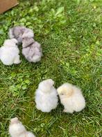 Eendagskuikens usa zijdehoenders, Dieren en Toebehoren, Pluimvee