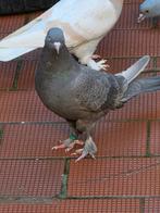 Turkse takla duif, Vrouwelijk, Overige soorten