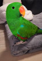 Eclectus mâle 1 an, parle, testés maladies par prise de sang, Mâle, Perroquet, Parleur