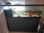 Schilpadden aqarium met 4 schilpaden, Dieren en Toebehoren, Ophalen