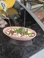 Allerheiligen en Halloween, Ophalen