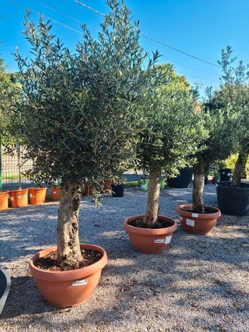 Olijfboom Olea Europaea in schaal  beschikbaar voor biedingen