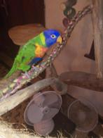 1 Lori's van de blauwe bergen, Dieren en Toebehoren, Geslacht onbekend, Papegaai, Pratend