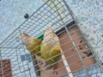 Koppel phyurras, Dieren en Toebehoren, Tam