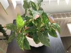 Syngonium red spot tricolor, Huis en Inrichting, Kamerplanten, Ophalen, Overige soorten, Halfschaduw, In pot