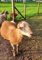 Ram bruin haarschaap, Animaux & Accessoires, Moutons, Chèvres & Cochons, Mouton, Mâle, 0 à 2 ans