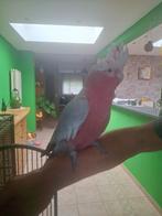 Hand tame kakatoe, Dieren en Toebehoren