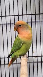 Agapornis dwergpapegaai roseicollis pop