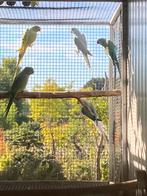 Broedrijpe mannen Halsbandparkiet, Dieren en Toebehoren