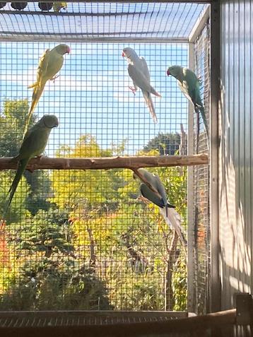 Broedrijpe mannen Halsbandparkiet beschikbaar voor biedingen