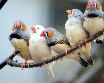 Ben op zoek vogel en kooi samen, Dieren en Toebehoren
