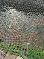 Goudvissen, Dieren en Toebehoren, Goudvis(sen)