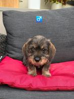 mooie ruwhaar teckel pups, Dieren en Toebehoren, Honden | Teckels en Dashonden, België, CDV (hondenziekte), 8 tot 15 weken, Dwerg