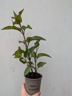 Knopig Helmkruid (plant), Tuin en Terras, Ophalen