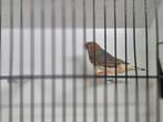 Jonge zebravinken 2025 gezonde vogels, Meerdere dieren, Tropenvogel, Geringd