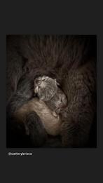 Brits korthaar kittens, Meerdere dieren, Gechipt, 0 tot 2 jaar